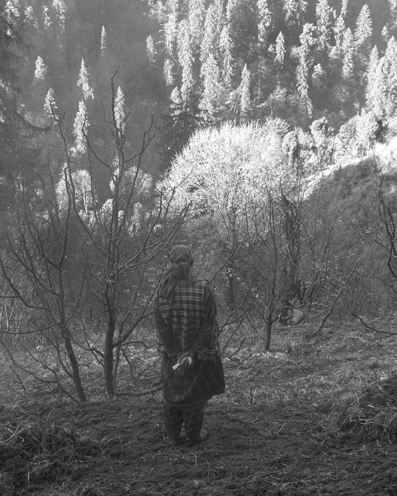 Black and white forest