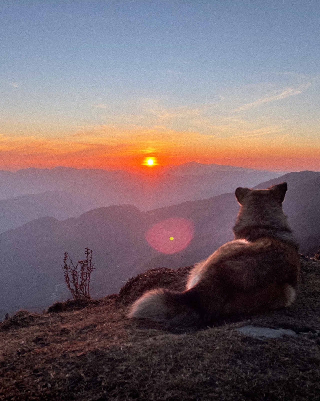 Mountain dog at sunset