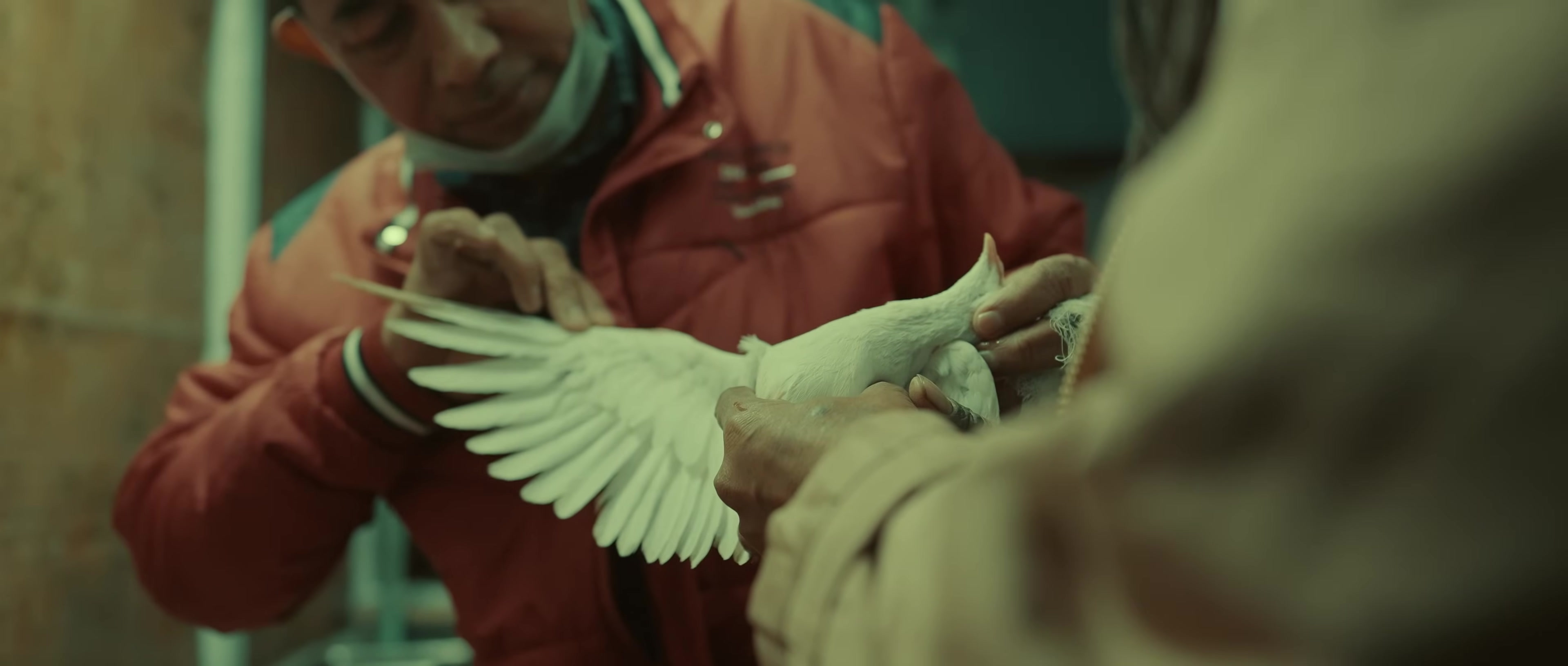 Hands holding a rescued bird — Delhi bird hospital documentary